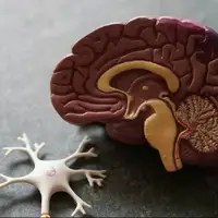 یک مولکول طبیعی، از دست رفتن حافظه در آلزایمر را معکوس می‌کند