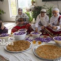 جشنواره زعفران خراسان‌شمالی؛ از رونمایی کتاب تا قرارداد ۱۰ میلیاردی برای بذر