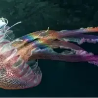 آیا حیوانات بدون مغز میتوانند فکر کنند؟