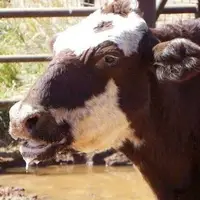 سویه جدید تب برفکی؛ سرنوشت بازار لبنیات چه خواهد شد؟