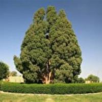 همایش ملی سرو کهن ابرکوه