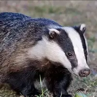 نجات دو گورکن گیر افتاده در استخر