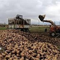 برداشت چغندرقند از سطح بیش از ۲ هزار و ۱۵۳ هکتار مزارع خراسانشمالی