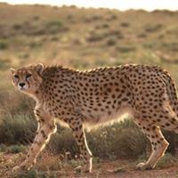 چشمروشنی «تلما» و اهمیت جوامع محلی در حفاظت محیطزیست