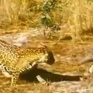جدال دیدنی جگوار و مورچه خوار