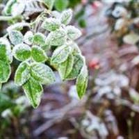 هشدار هواشناسی کشاورزی در زنجان از شنبه ۲۴ آبان