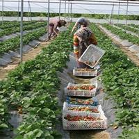 صادرات محصولات گلخانه‌ای به ۹ کشور از سیستان وبلوچستان