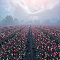 تصویر لاله‌زاری زیبا در هلند