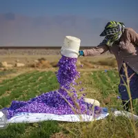 برداشت طلای سرخ در دامنه البرز