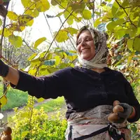  برداشت کیوی صادراتی در گیلان