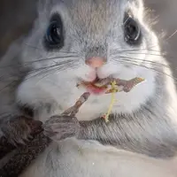 بامزه ترین ن‍ژاد سنجاب روی زمین