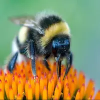 زنبورها می‌توانند خواندن «کد مورس» را یاد بگیرند