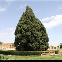 نخستین همایش ملی سرو کهن ابرکوه یزد برگزار شد