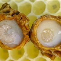 ژل رویال، محافظ ویژه اسپرم و باروری مردان