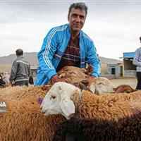 نماینده بجنورد: زیرساخت‌های میدان جدید عرضه دام سریع‌تر تکمیل شود