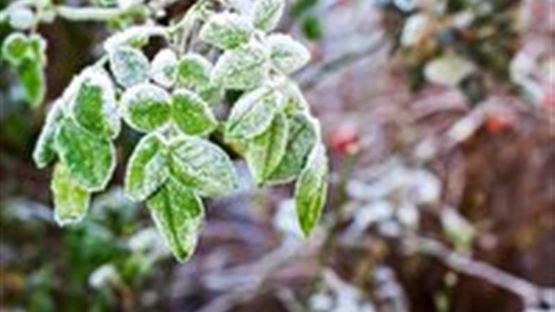 هشدار هواشناسی کشاورزی در زنجان از شنبه ۲۴ آبان