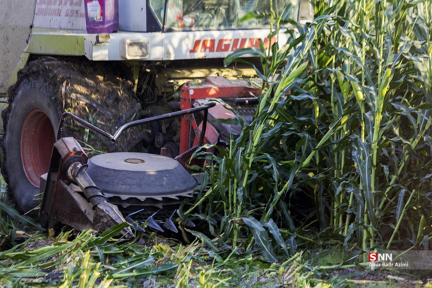 برداشت ذرت علوفه‌ای دام