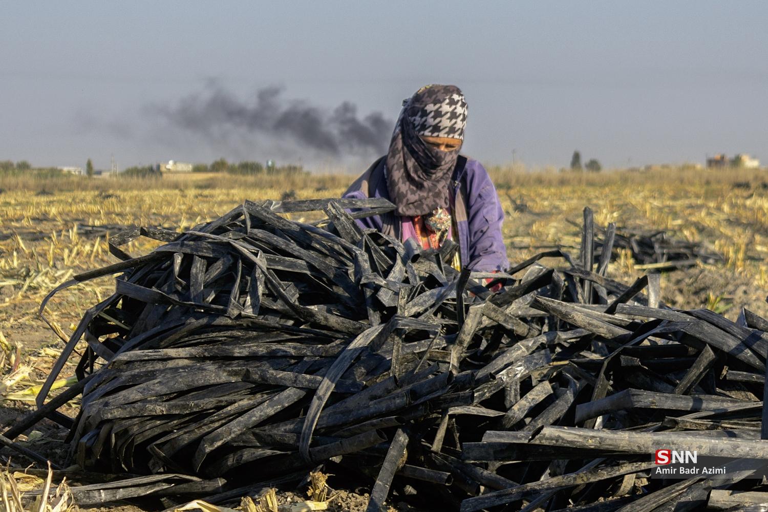 برداشت ذرت علوفه‌ای دام