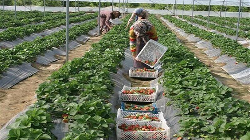 صادرات محصولات گلخانهای به ۹ کشور از سیستان وبلوچستان