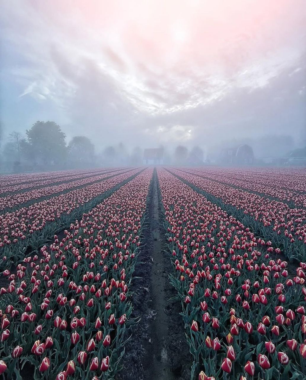 تصویر لاله‌زاری زیبا در هلند