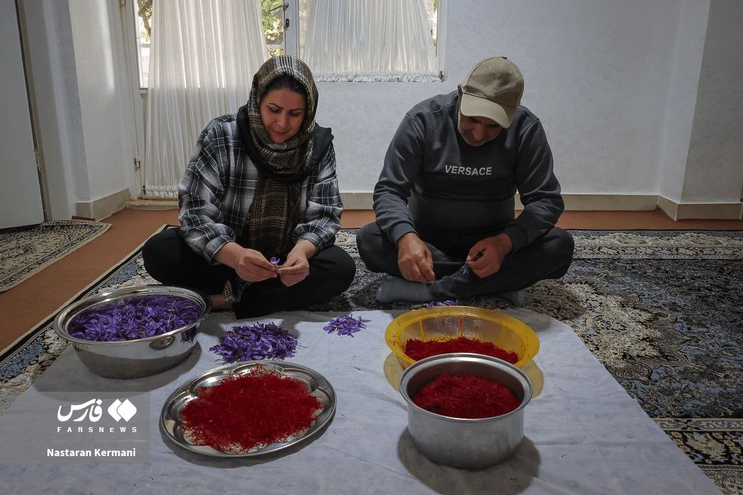 عکس/ برداشت طلای سرخ در دامنه البرز