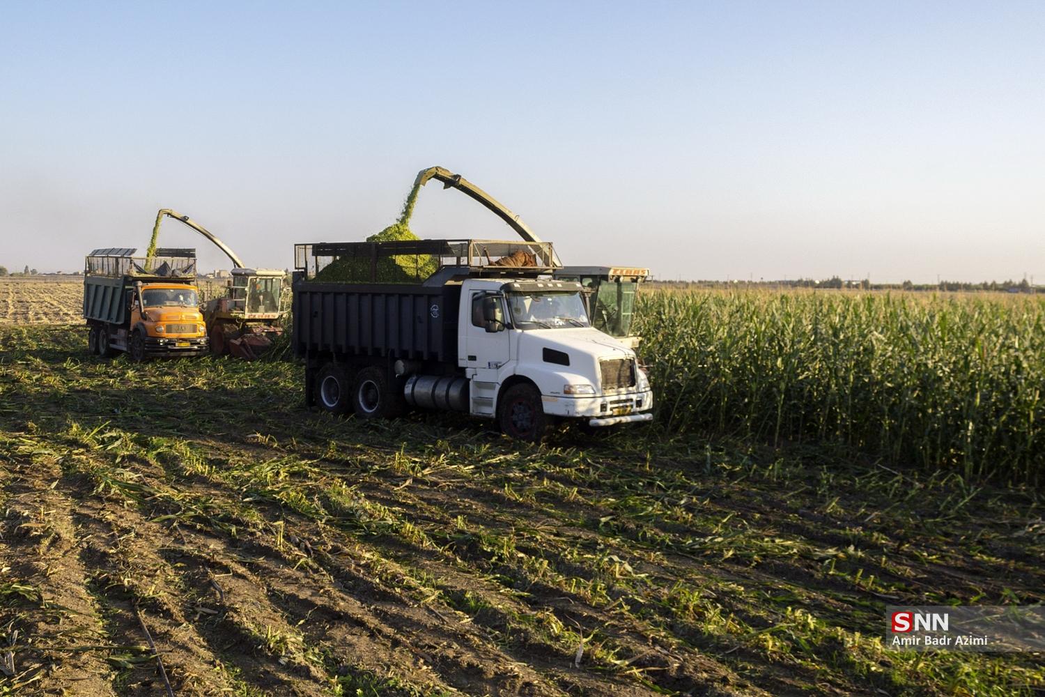 برداشت ذرت علوفه‌ای دام