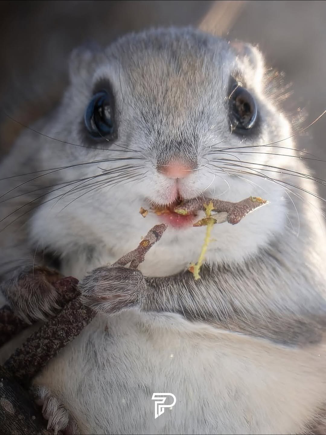 بامزه ترین ن‍ژاد سنجاب روی زمین