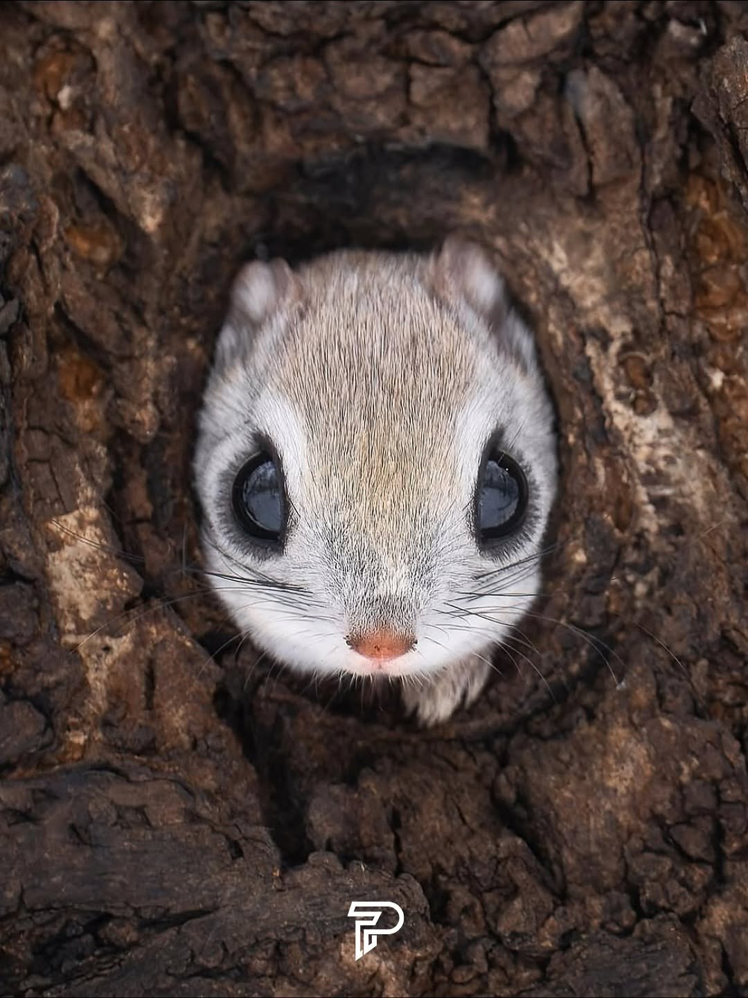 بامزه ترین ن‍ژاد سنجاب روی زمین