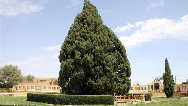 نخستین همایش ملی سرو کهن ابرکوه یزد برگزار شد