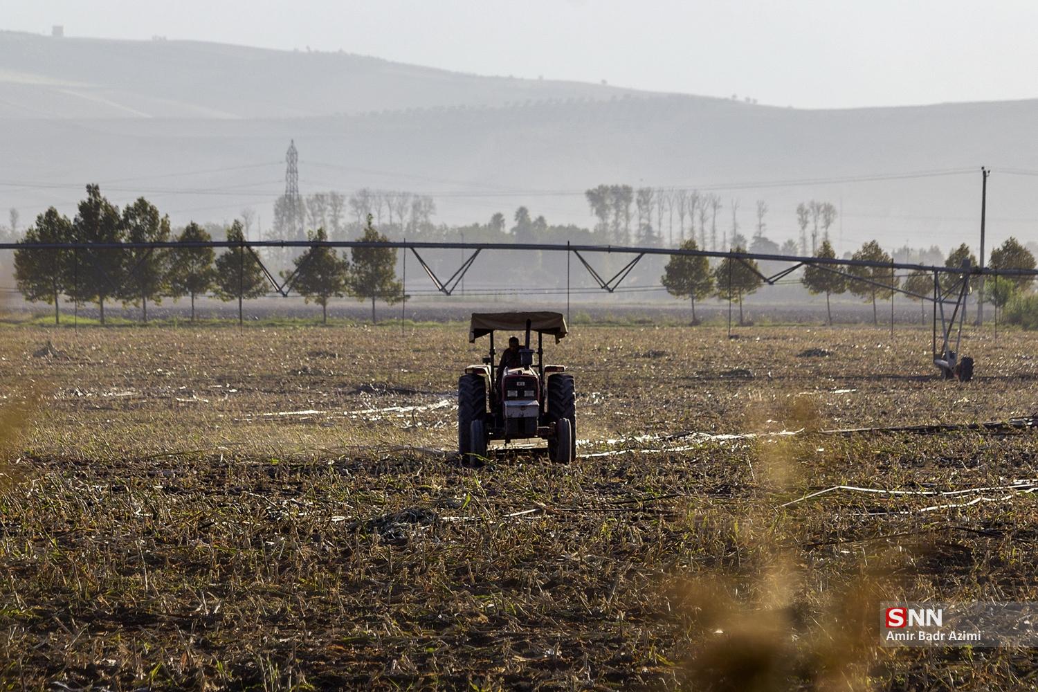 برداشت ذرت علوفه‌ای دام