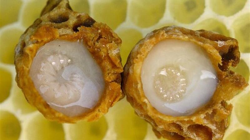 ژل رویال، محافظ ویژه اسپرم و باروری مردان