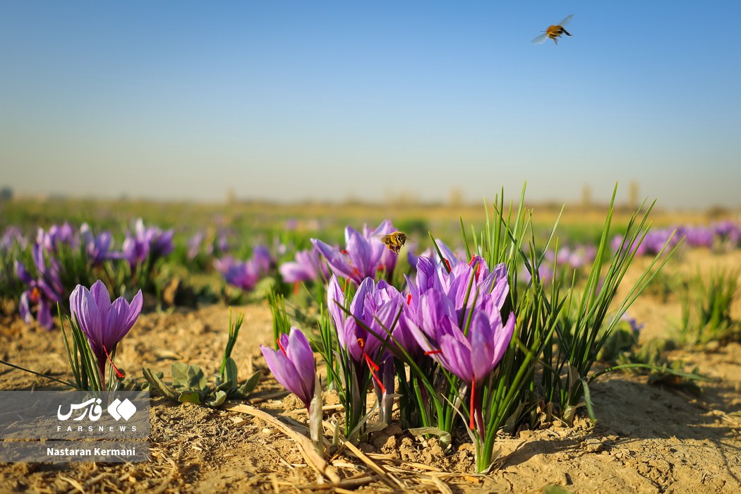 عکس/ برداشت طلای سرخ در دامنه البرز