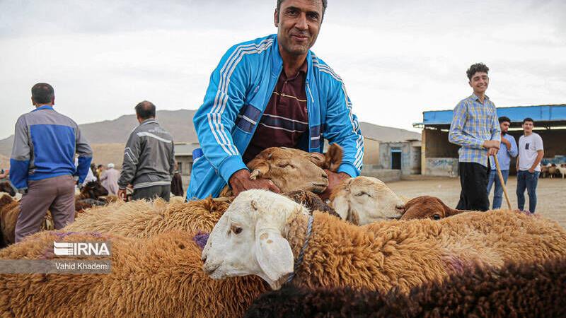 نماینده بجنورد: زیرساخت‌های میدان جدید عرضه دام سریع‌تر تکمیل شود