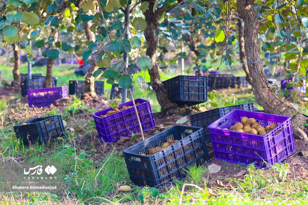 عکس/ برداشت کیوی صادراتی در گیلان