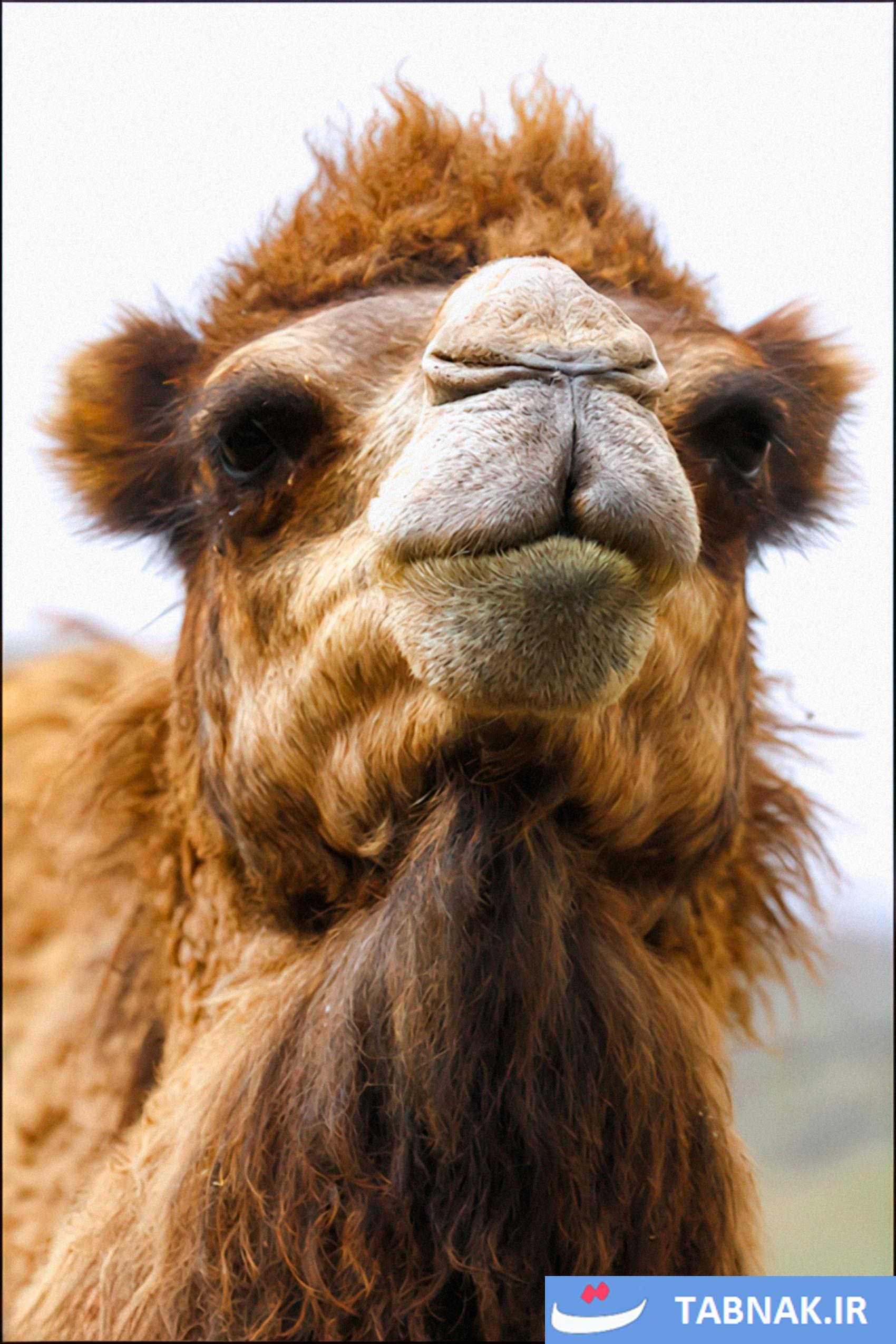 شترداری ؛ میراثی فرهنگی و اقتصادی در مغان