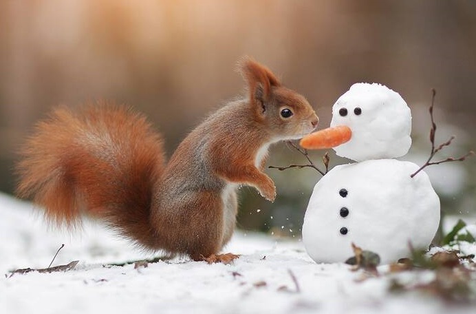  سنجاب زمینی سلطان انجماد
