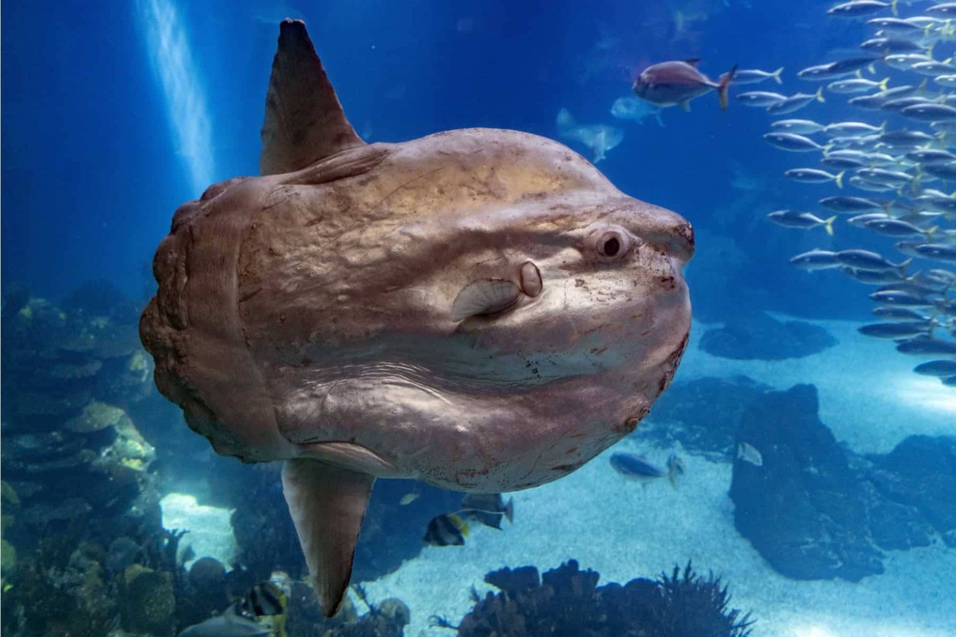 گوناگون/عجیبترین و بهدردنخورترین ماهی اقیانوس