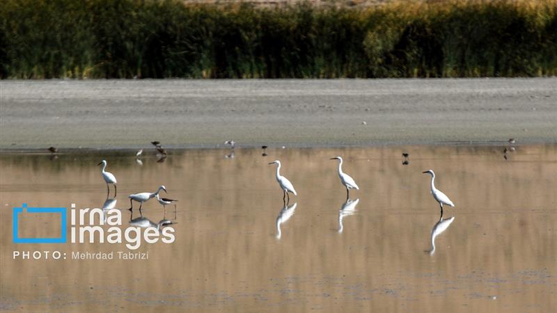 هشدار محیط زیست برای انقراض گونههای گیاهی و جانوری در ایران