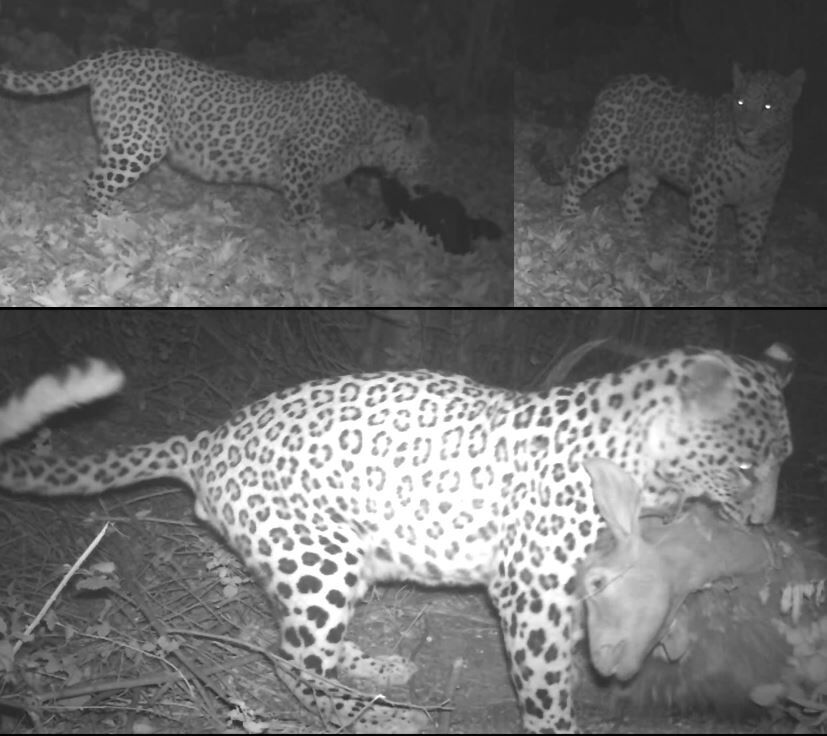 پلنگهای قزوین شناسنامهدار میشوند