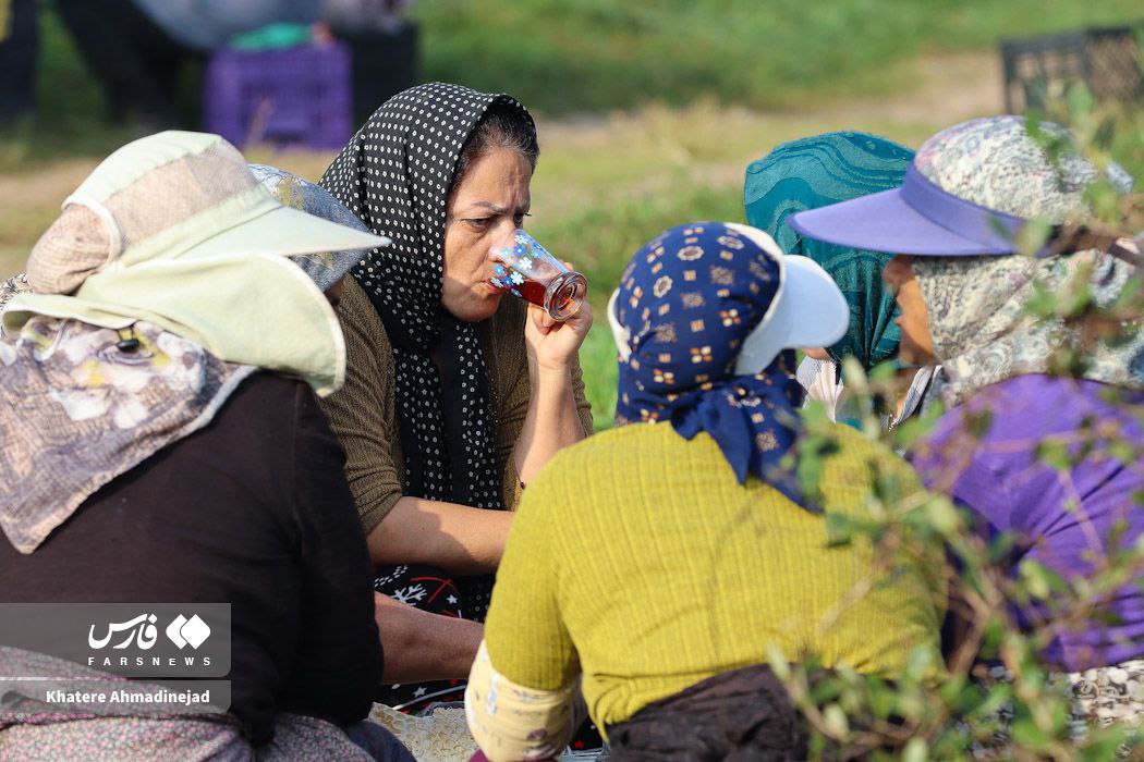 عکس/ برداشت کیوی صادراتی در گیلان