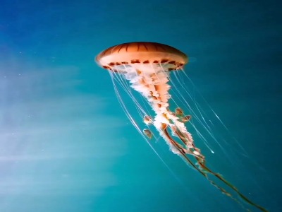 چتر دریایی قطب نما