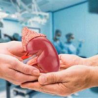 پاداش اهداء کننده زنده کلیه در زنجان ۳۲.۵ درصد رشد یافت