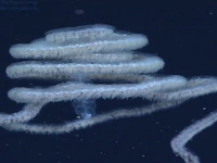 آپولمی، یک کلنی شناور دریایی