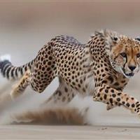 تاکید سازمان حفاظت محیط‌ زیست بر تقویت فرهنگ زیست‌محیطی