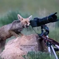 عکس خاص روباه کنار دوربین حیات وحش