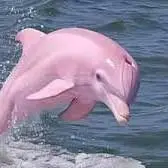 دلفین صورتی نادر در آمازون