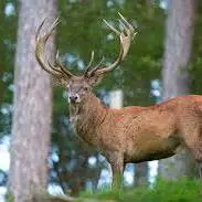 ورزشکار باشکوه جنگلها