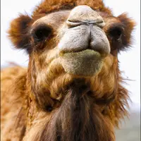 شترداری ؛ میراثی فرهنگی و اقتصادی در مغان