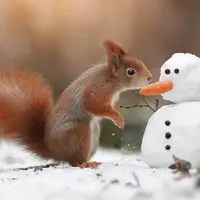  سنجاب زمینی سلطان انجماد