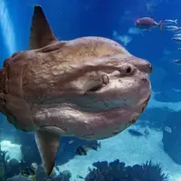 گوناگون/عجیب‌ترین و به‌دردنخورترین ماهی اقیانوس